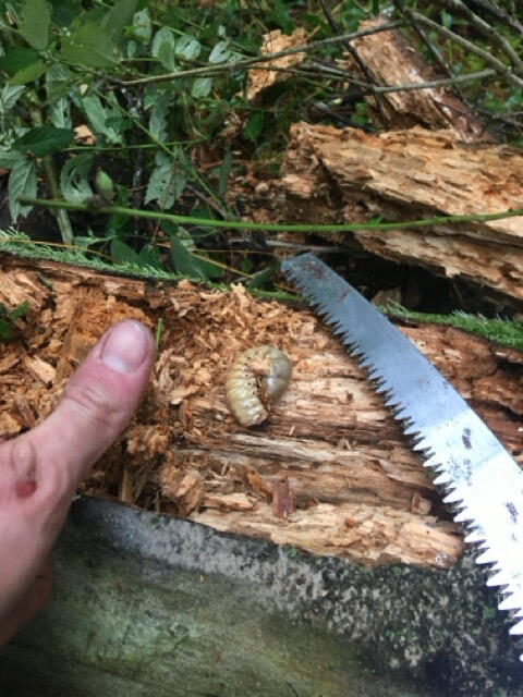 Oruga Encontramos una oruga